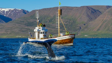 Тур по наблюдению за китами в Хьялтейри, Исландия